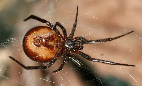 Rabbit Hutch Spider - Spider species | OBOBAS JISHEBI | ობობას ჯიშები